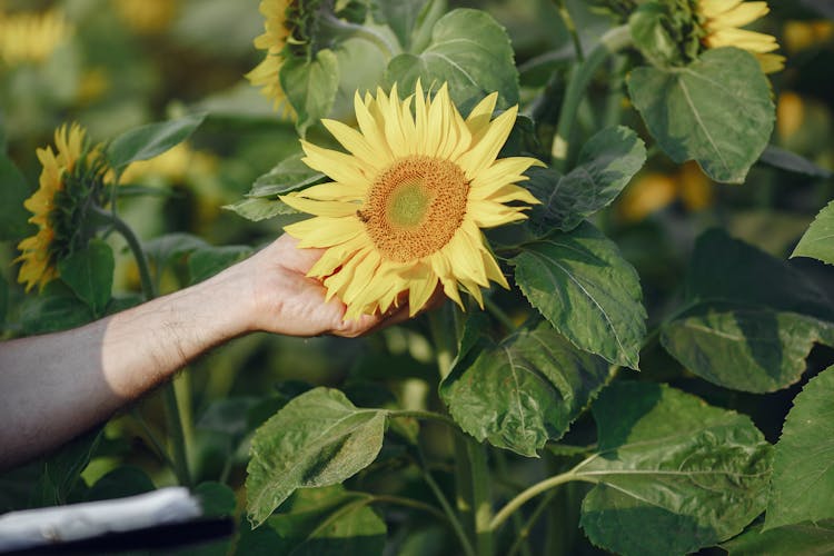 Close-up Of Person Touching Sunflower In Field