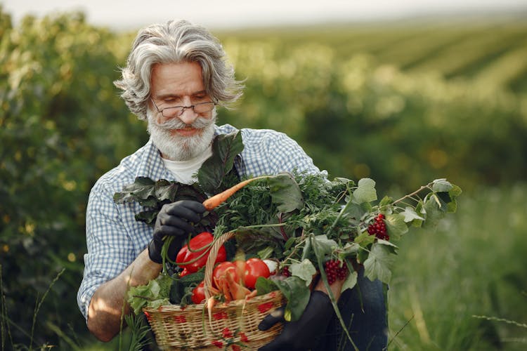 Elderly Man Holding Basket Of Fresh Vegetables