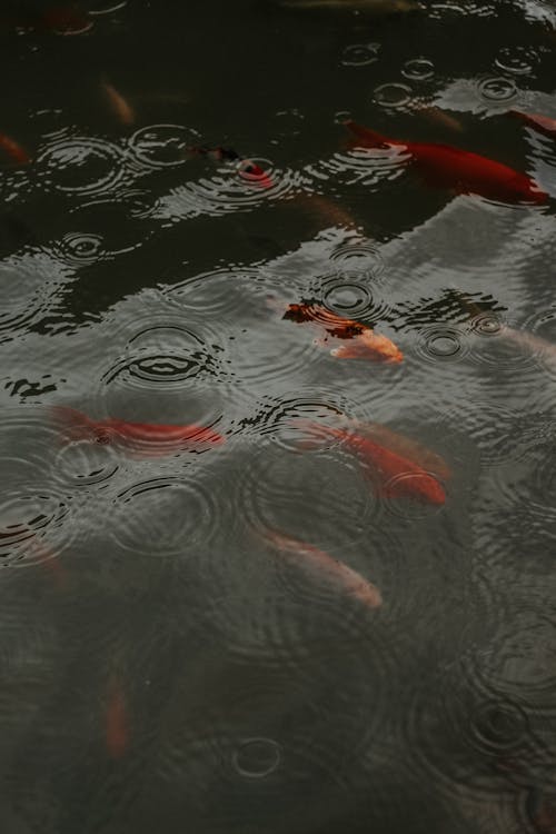 Koi Fishes in the Fish Pond