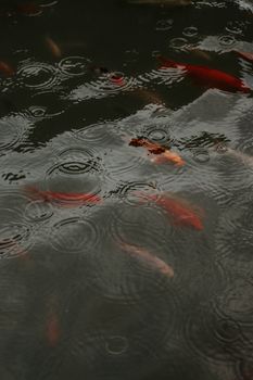 fish photo
