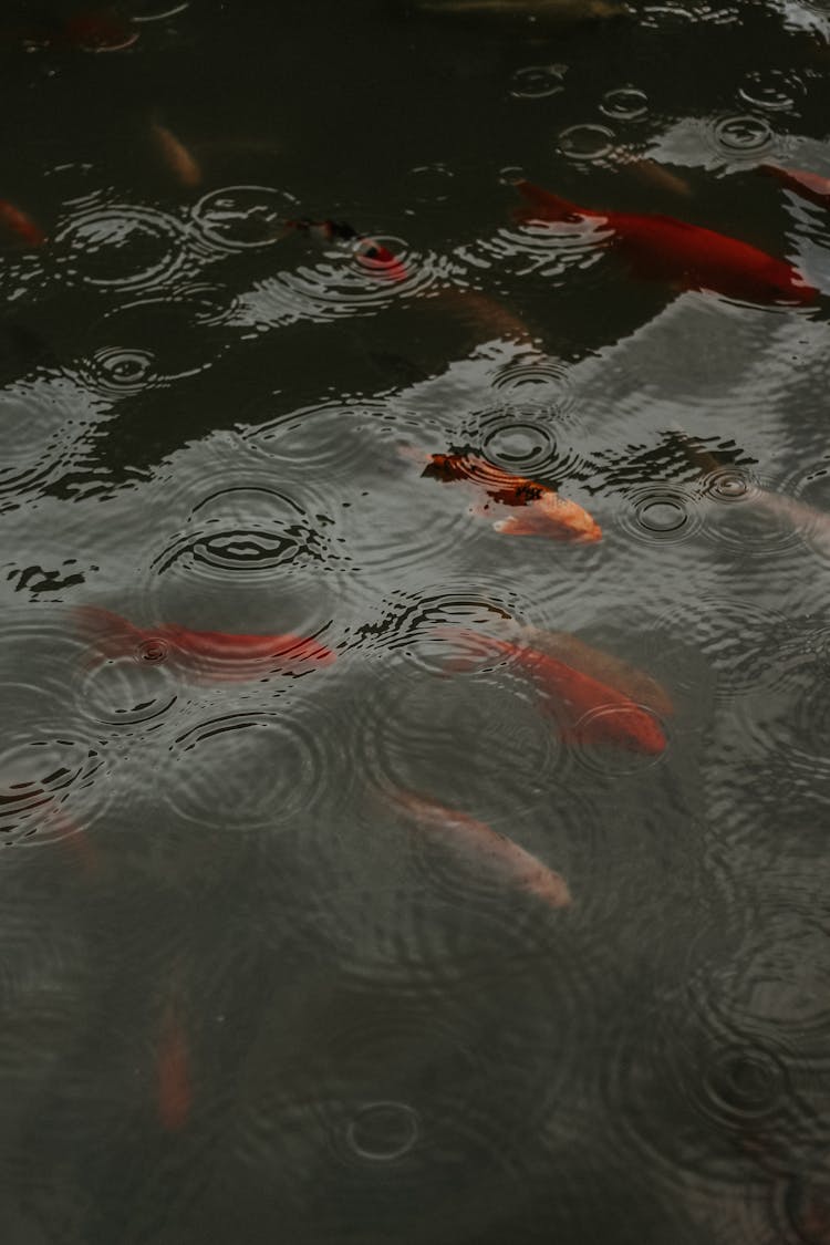 Koi Fishes In The Fish Pond