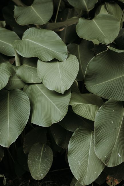 Close-up view of lush green tropical leaves with rich textures and natural patterns.