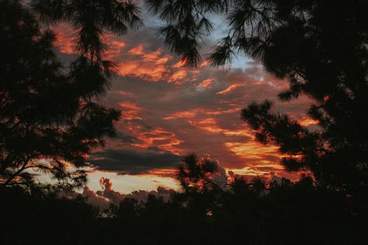 Stunning silhouette of pine trees against a vibrant sunset sky.