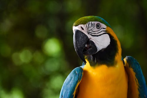 Close-Up shot of Macaw