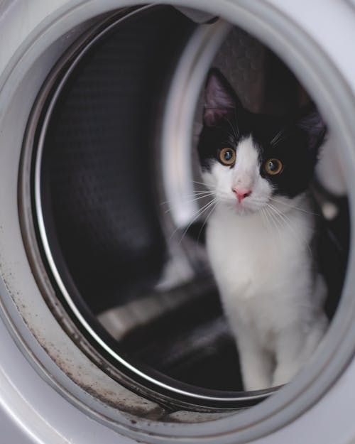 Close-Up Shot of a Cat in Washing Machine