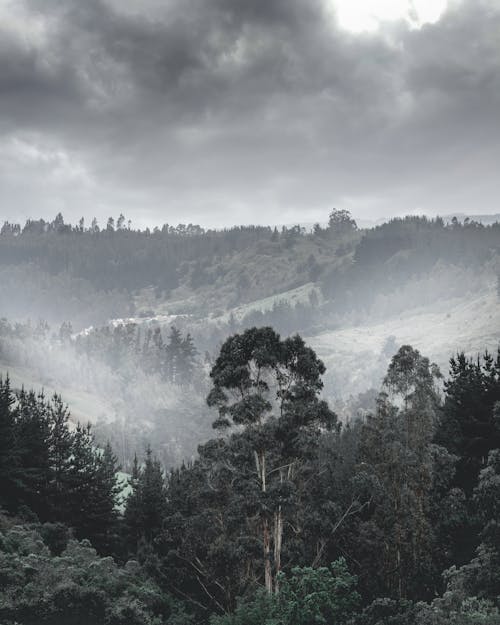 Free A Foggy Forest Stock Photo