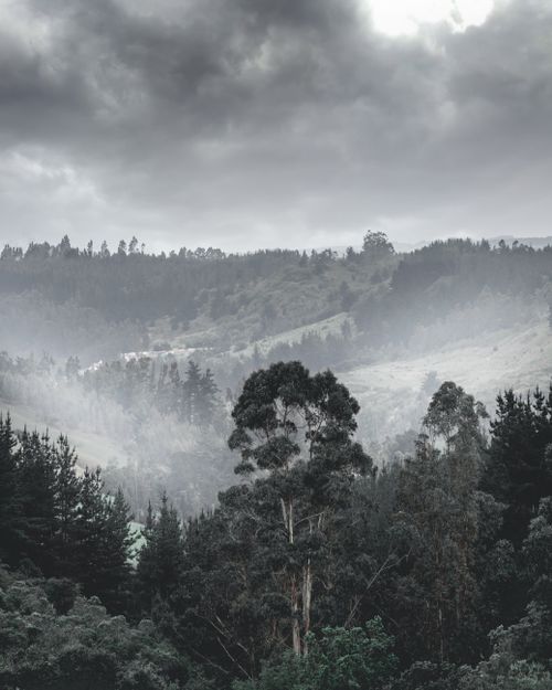 Free Misty forest hills during daytime in Chile. Serene and atmospheric nature scene. Stock Photo