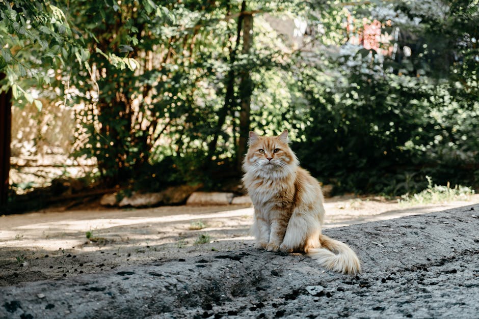 Fluffy red cat with spots sitting on asphalt ground near trees on street in sunny day