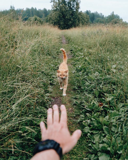 Man extending hand to cat in countryside