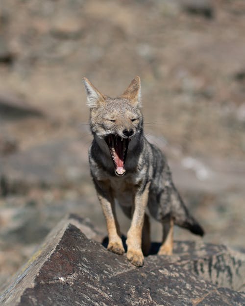 A South American Gray Fox Yawning