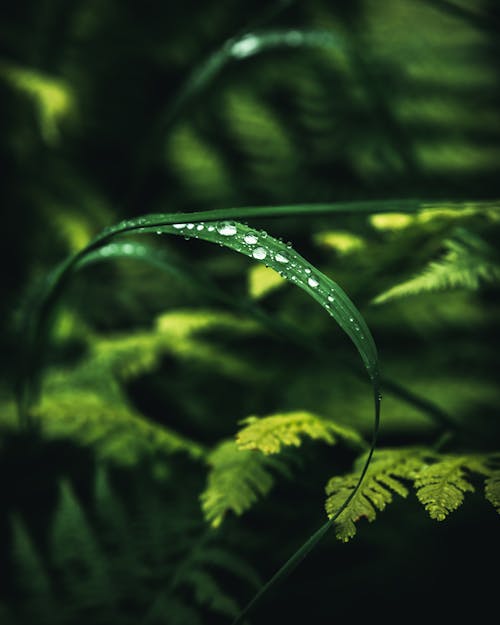 Free Water Droplets on a Leaf Stock Photo
