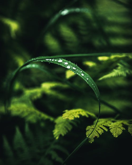 Water Droplets on a Leaf