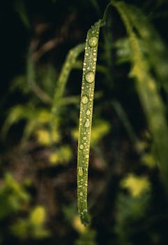 Captivating close-up of water droplets on a green leaf in Norway's Troms region.