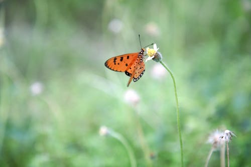Immagine gratuita di farfalla, farfalla arancione che succhia miele, farfalla punteggiata nera
