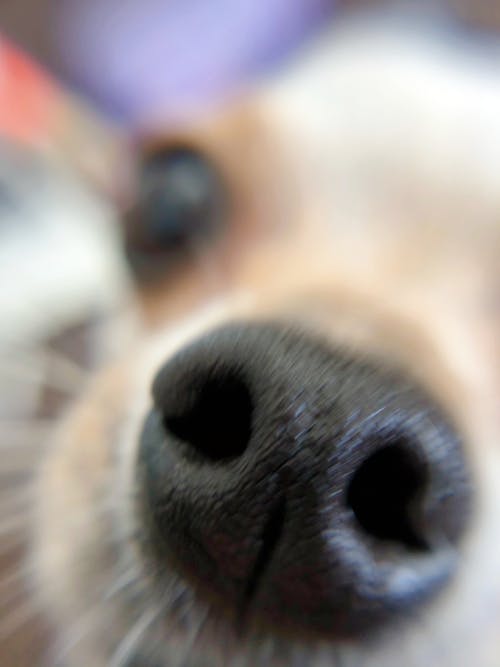 Free stock photo of cara de perro, nariz