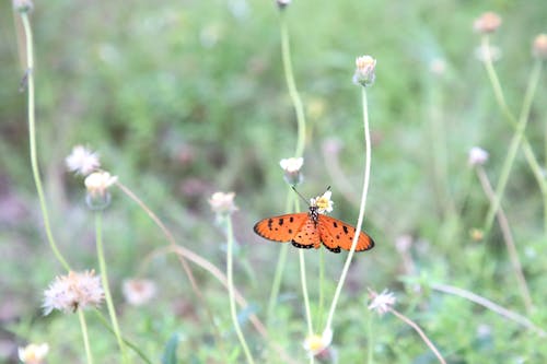 Immagine gratuita di farfalla arancione, farfalla che succhia il miele, farfalla punteggiata nera