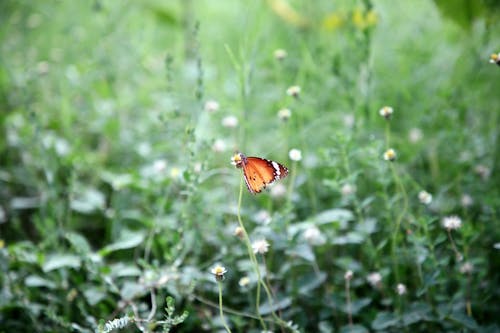 Immagine gratuita di animale, artropode, danaus crisippo