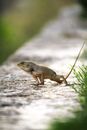 Close-up of an Oriental Garden Lizard