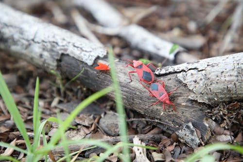 Fotos de stock gratuitas de insectos en el bosque, insectos juntas, insectos negros