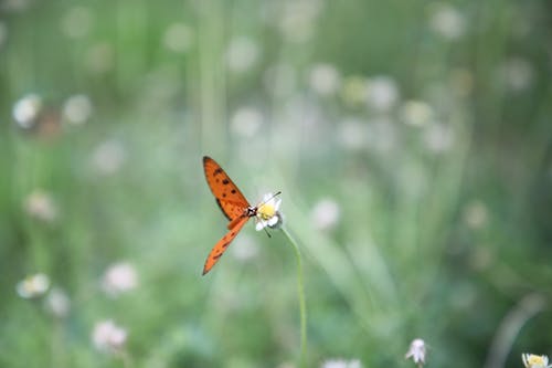 Fotos de stock gratuitas de alas de mariposa naranja abiertas, mariposa chupa miel, mariposa con flor