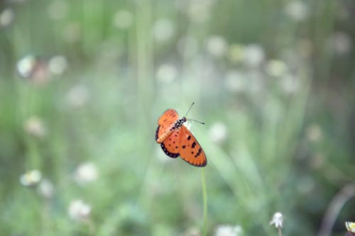 Immagine gratuita di farfalla, farfalla arancione scuro, farfalla gialla