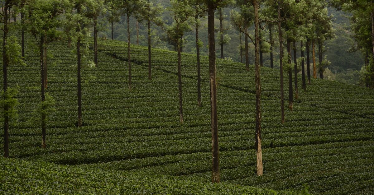 Explore the verdant tea plantation in Valparai, India, featuring neatly arranged rows and towering trees.