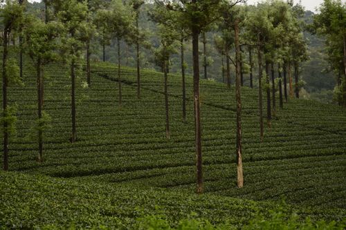 Free Explore the verdant tea plantation in Valparai, India, featuring neatly arranged rows and towering trees. Stock Photo