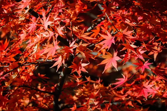 Red and gold fall color in the Guadalupe Mountains
