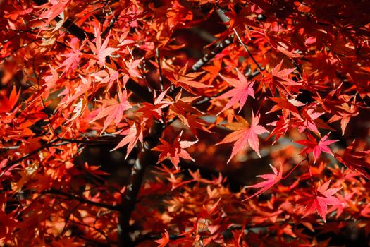 Close-up view of vibrant red maple leaves during autumn season, capturing rich colors and textures.