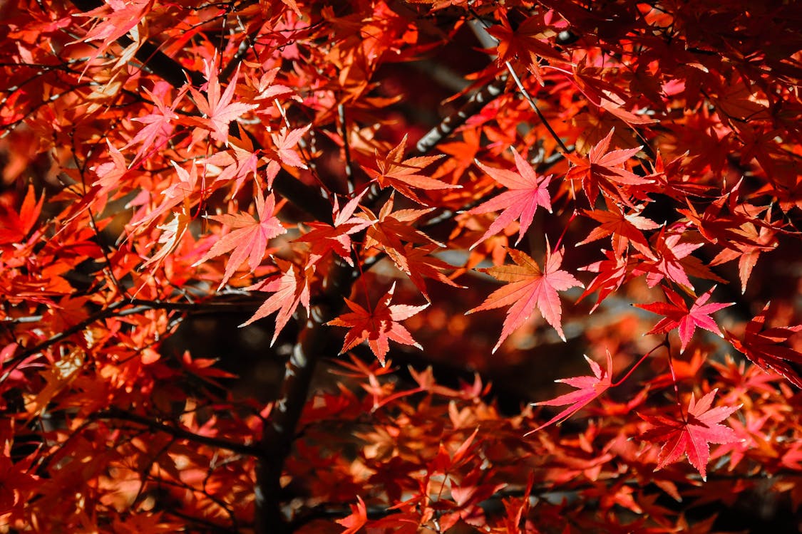 Red Maple Leaves in Close Up Photography