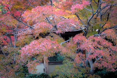 Free stock photo of autumn color, botanical gardens, japanese garden