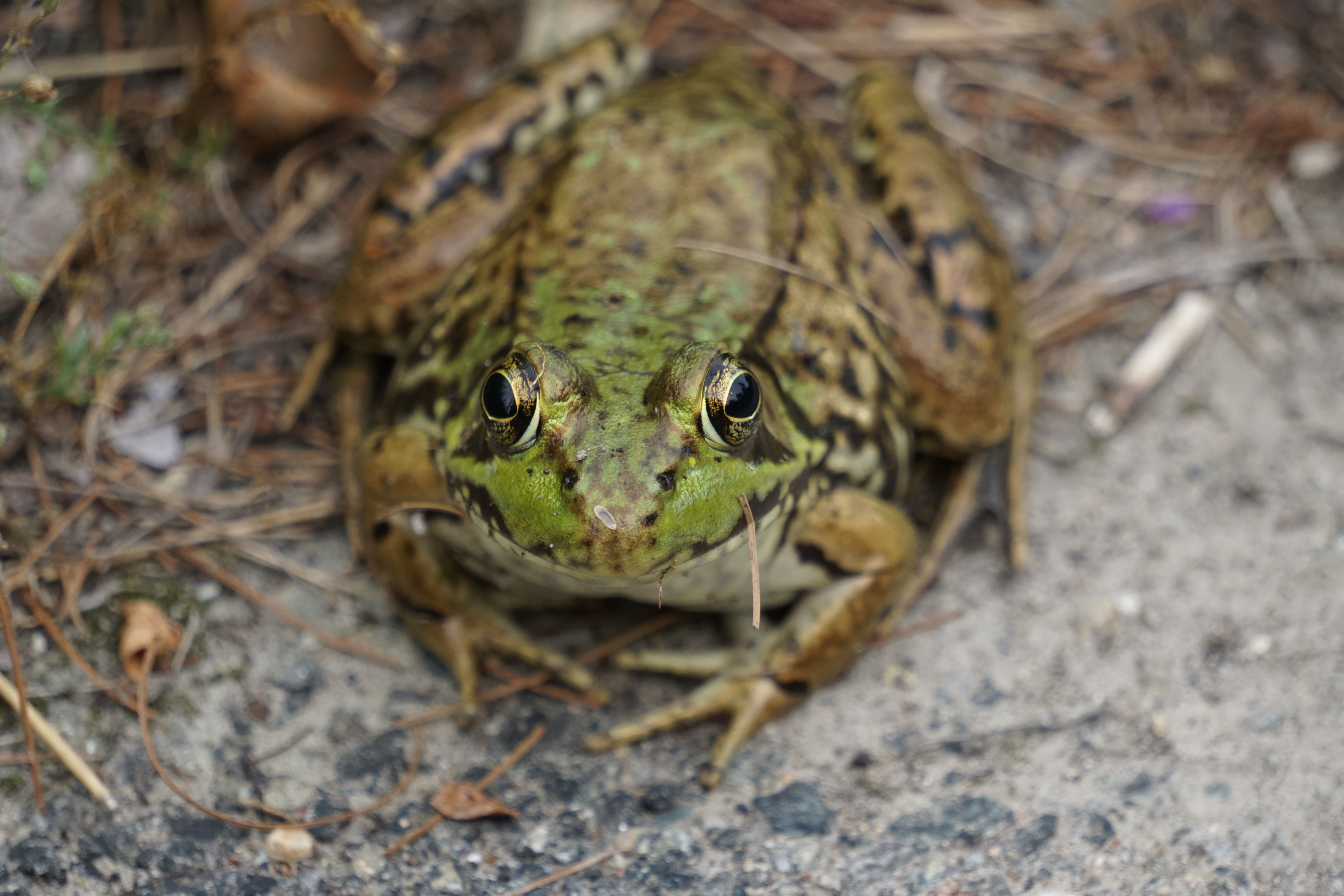 Detailed close-up of a Southern Bell Frog showcasing its camouflage in a natural setting.
