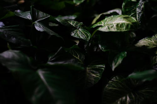 Green leaves of plant in darkness