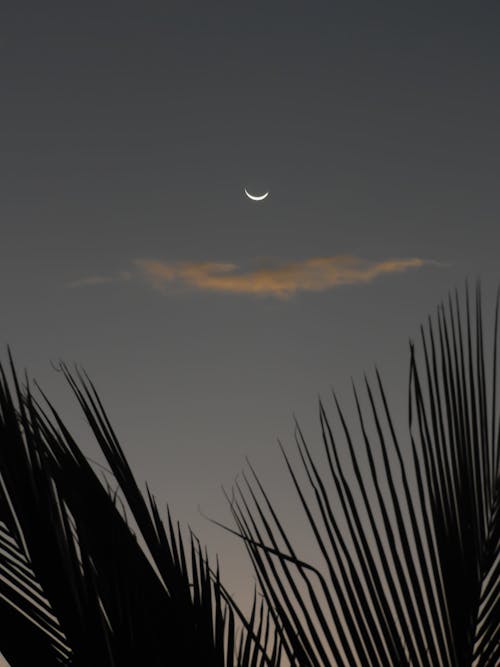 Crescent moon shining on sky with cloud in night time above tropical palm branches with leaves in exotic country at sundown