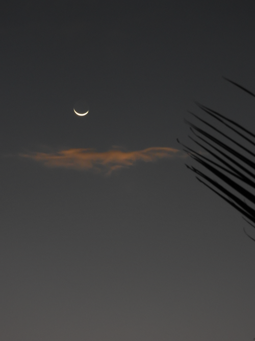 Free Bright crescent moon on sunset sky with cloud in tropical country with leaves of exotic plant in evening time outside Stock Photo