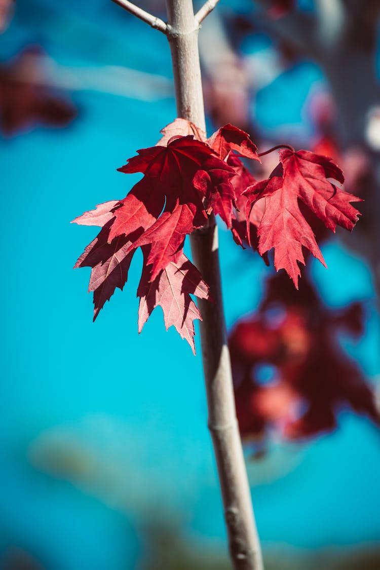 Colorful Maple Leaves On Thin Tree Trunk In Autumn