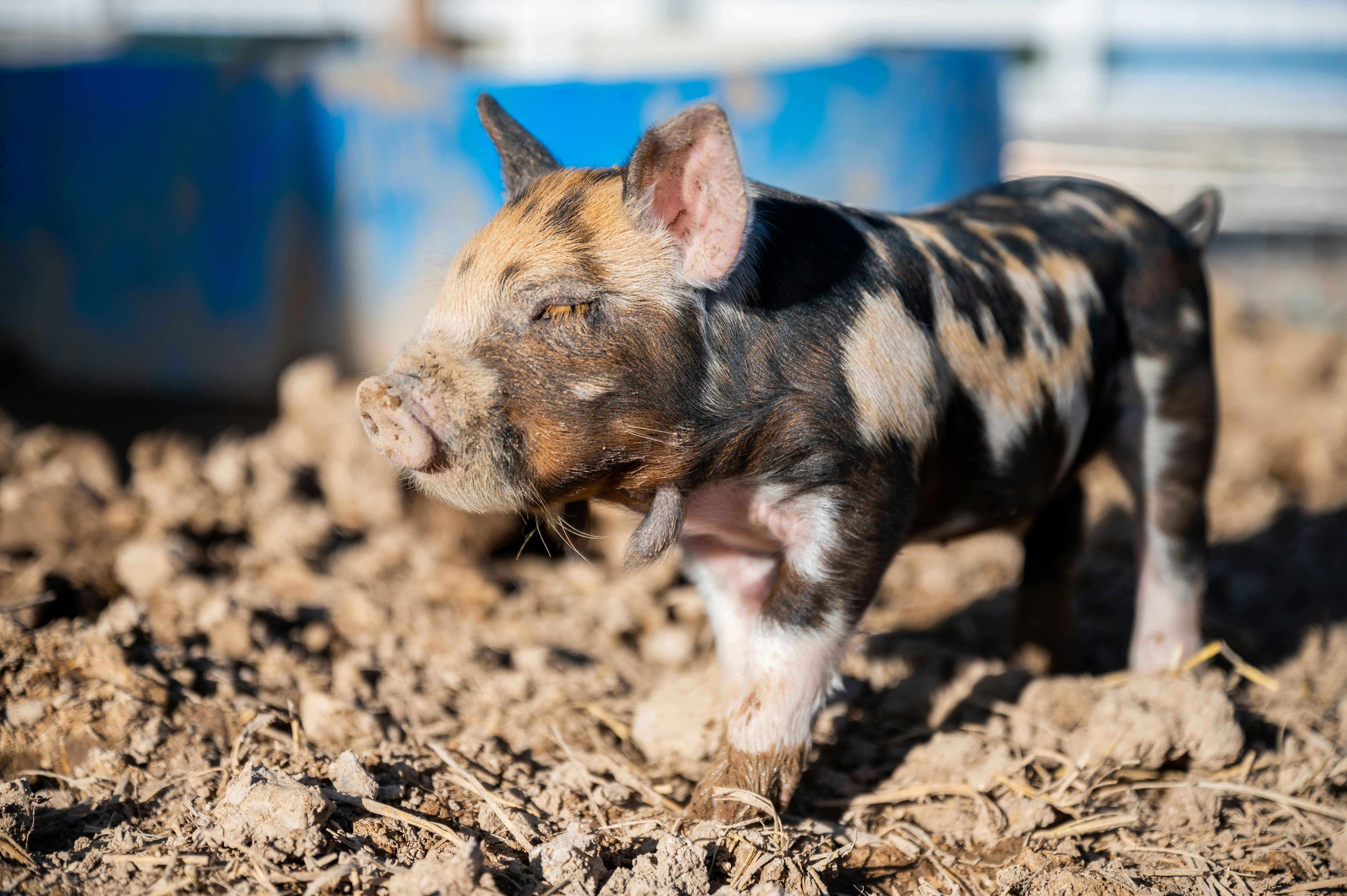 cute piglet on dry land in countryside