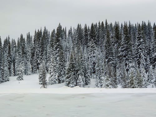 Gratis Immagine gratuita di alberi, coperto di neve, foresta Foto a disposizione
