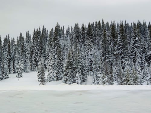 Trees Covered With Snow