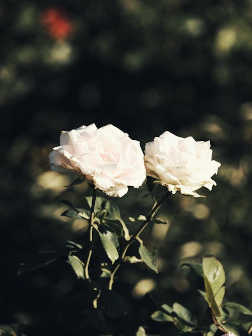 White Rose Flowers in Bloom