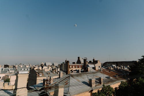 Birds Flying over the City