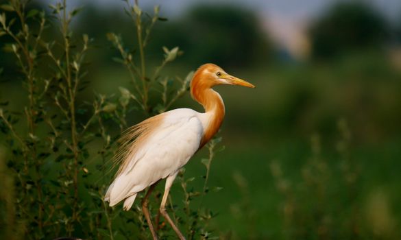 Elegant cattle egret perched in lush greenery during sunrise, showcasing vibrant plumage.