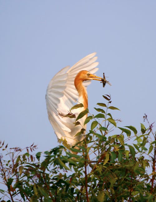 Free stock photo of cattle egret