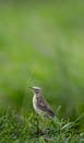 Single tiny lark on fresh verdant grass growing in park on blurred background