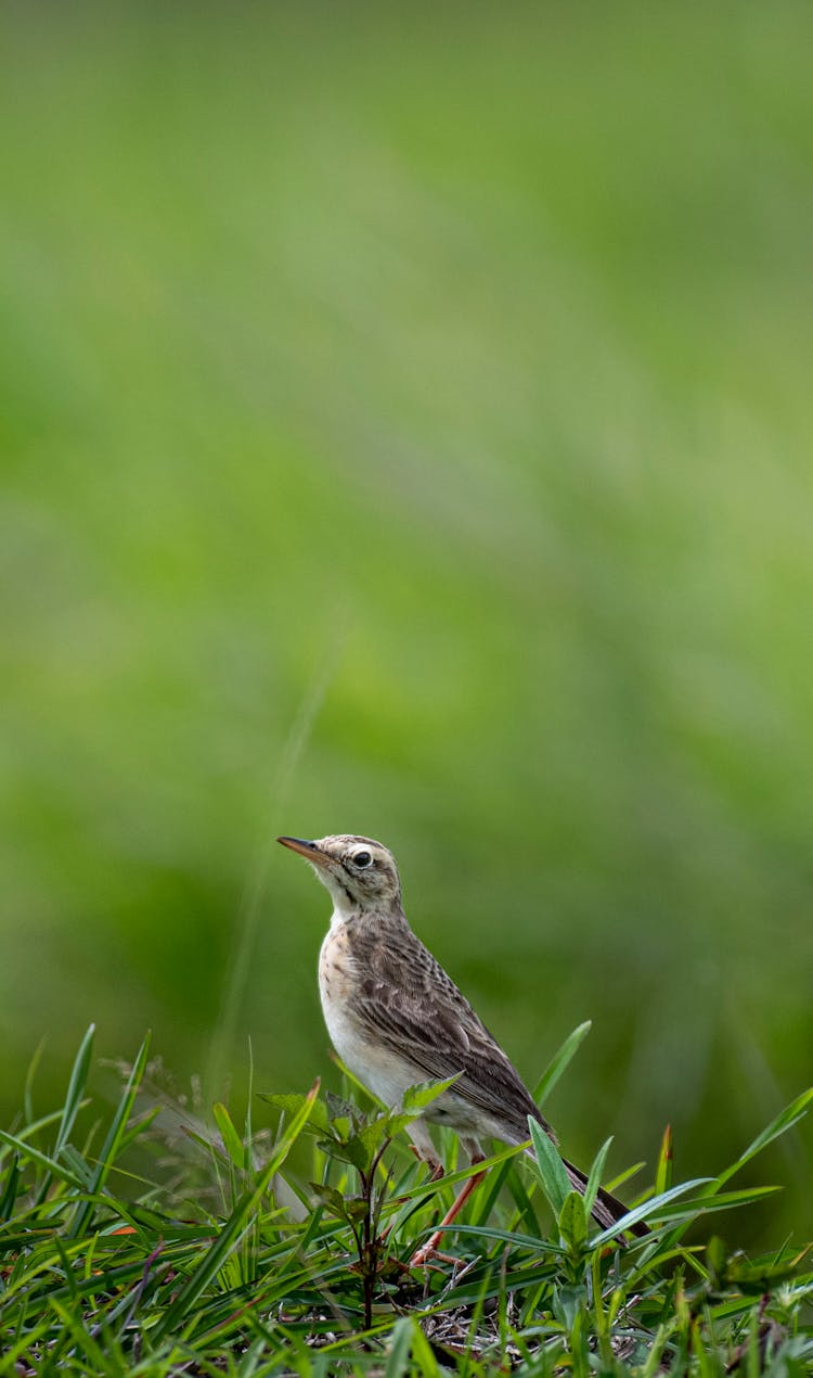 Small Lark On Fresh Green Grass