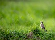 Small lark with gray feathers on ground with fresh green grass on blurred background of meadow