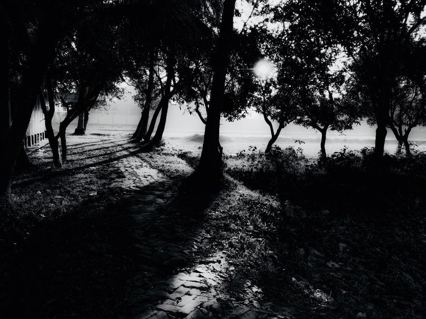 A serene black and white image of a forest path with dramatic shadows and sunlight filtering through trees.