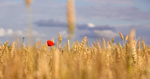 小麥, 植物群, 田 的 免費圖庫相片