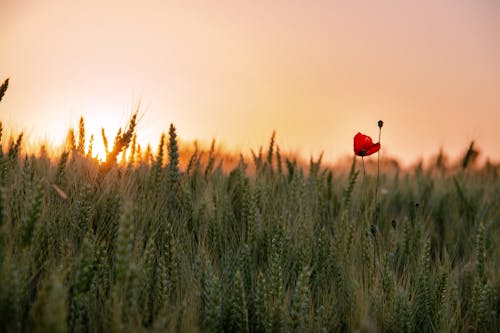 Red Poppy Flower in the Middle of a Wheat Field