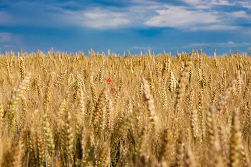 Wheat Field under the Cloudy Blue Sky